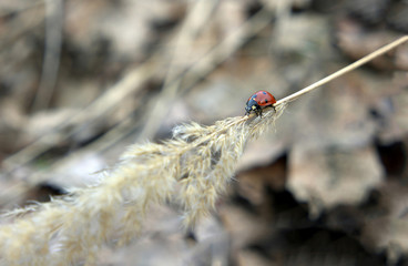 Ladybug crawling on spikelet down