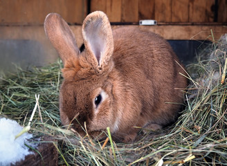 Rabbit at the hay