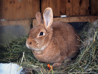 Rabbit cute  at the hay