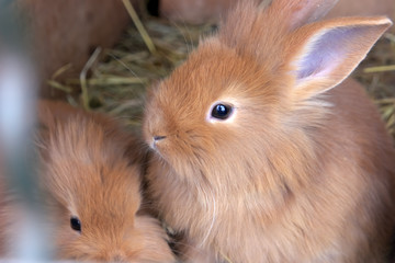 Rabbit with cute baby