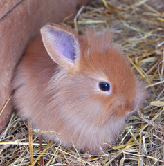 Ravvit baby cute at the hay