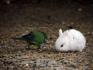 White baby rabbit and green parrot