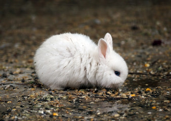 White baby rabbit with blue eyes