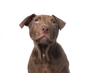 Cute brown pitbull terrier puppy looking up on a white background © Elles Rijsdijk