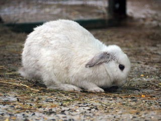 White fat rabbit