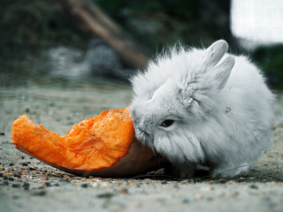 White rabbit eating the pumpkin