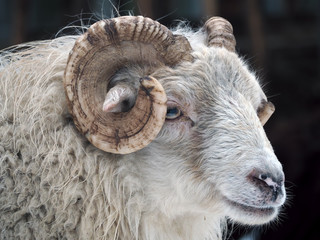 White ram portrait