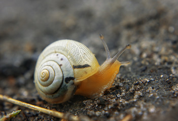 Small brown baby snail at the road looking forward