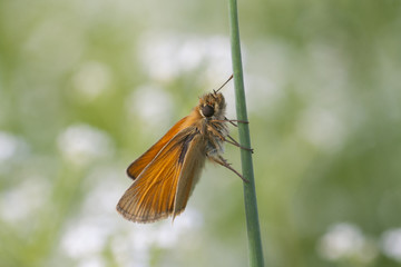 Skipper on a sunny meadow