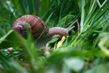 Snail after the rain goes to green grass