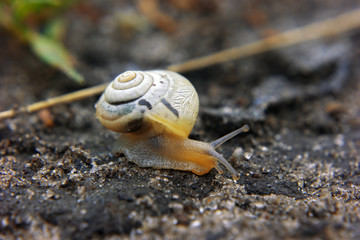 Small brown baby snail at the road