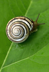Snail at the green leaf spiral form