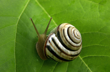 Snail at the green leaf