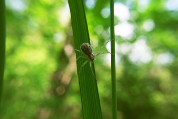 Brown spider crawling on the green plant