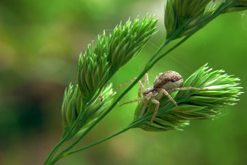 Brown spider hunting on the green plant