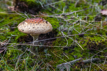 poisonous mushrooms on the green moss, grass background