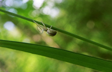 Brown spider running crawling on the green plant