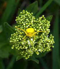 Yellow spider on green flower wants to hug