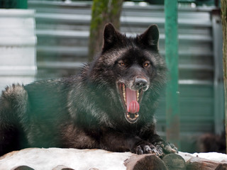 Black wolf with opened mouth full of teeth and big red tongue