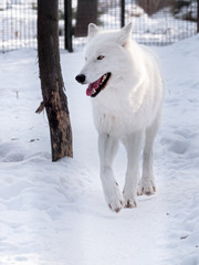 White wolf running at the snow and looking to the right