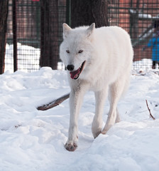White wolf running at the snow