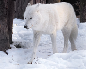 White wolf serious at the snow