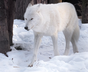 Obraz premium White wolf serious at the snow
