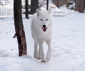 White wolf walking at the snow looking at the camera