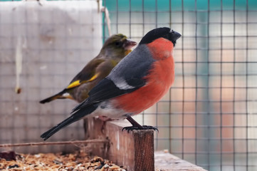 Bullfinch and greenfinch are sitting at the wood