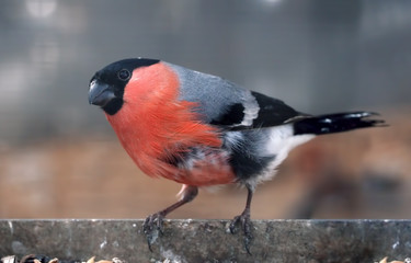 Bullfinch with red plumage sitting at the metal plate close-up