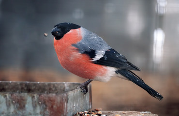 Bullfinch with red plumage sitting at the metal plate