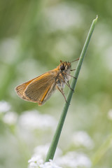 Skipper on a sunny meadow