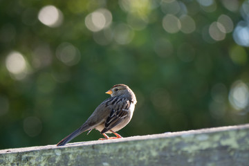 Sparrow