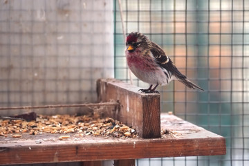 Cute bird redpoll sitting at the wood feeder