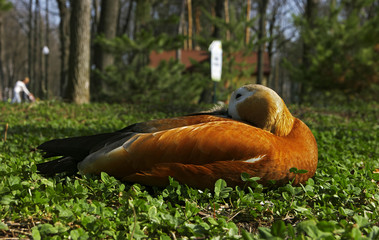 Duck in the green grass