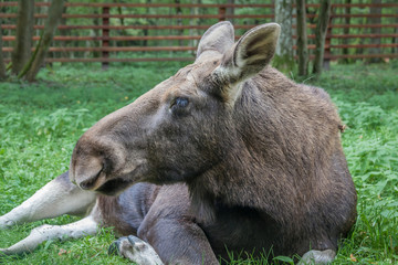 Fototapeta premium Moose lying on the ground in an enclosure