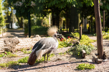 Crowned crane
