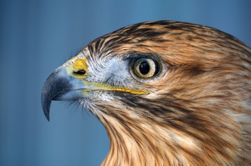 Eagle brown serious  portrait view from left side