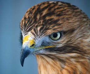 Eagle brown serious  portrait view from up