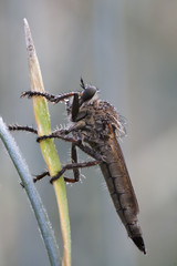 Robber fly