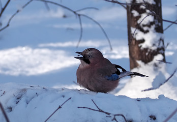 Jay is sitting at the snow with a corn at the beak eating