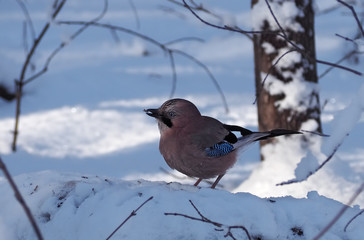 Jay is sitting at the snow with corn at the beak
