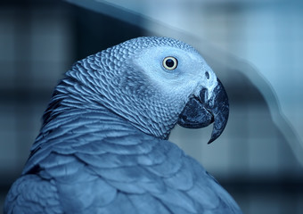 Parrot Psittacus erithacus Gako grey close up