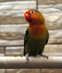 Parrot small green with red plumage near the head