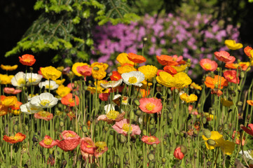 Colorful poppies