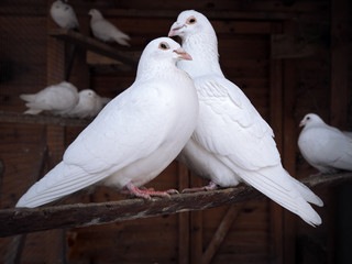 Couple of pigeons sitting at the branch