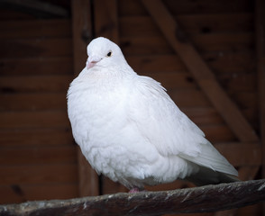 Pigeon sitting at the wood