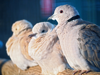 Pigeons exotic sitting at the branch at the sun at the blue back