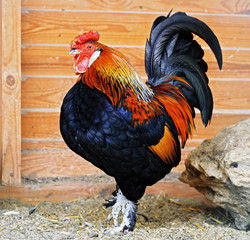 Fire rooster symbol of the 2017 year close up