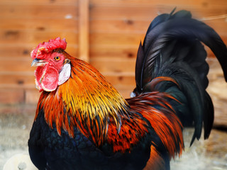 Fire rooster symbol of the 2017 year portrait